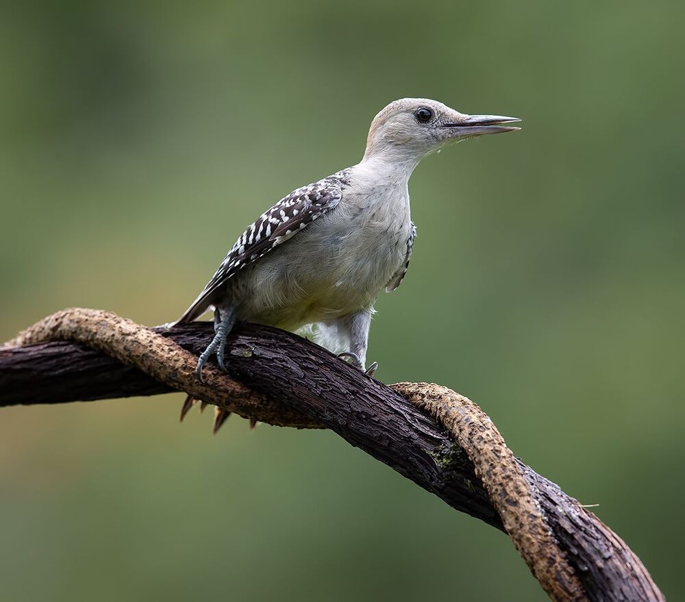 Juvenile -Red-bellied Woodpecker. Молодые Дятлы - Каролинский меланерпес