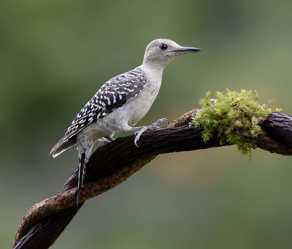 Juvenile -Red-bellied Woodpecker. Молодые Дятлы - Каролинский меланерпес