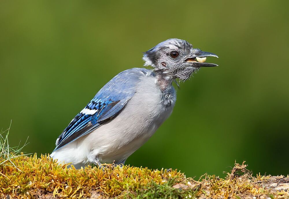 Линька - Голубых Соек, Молодые
