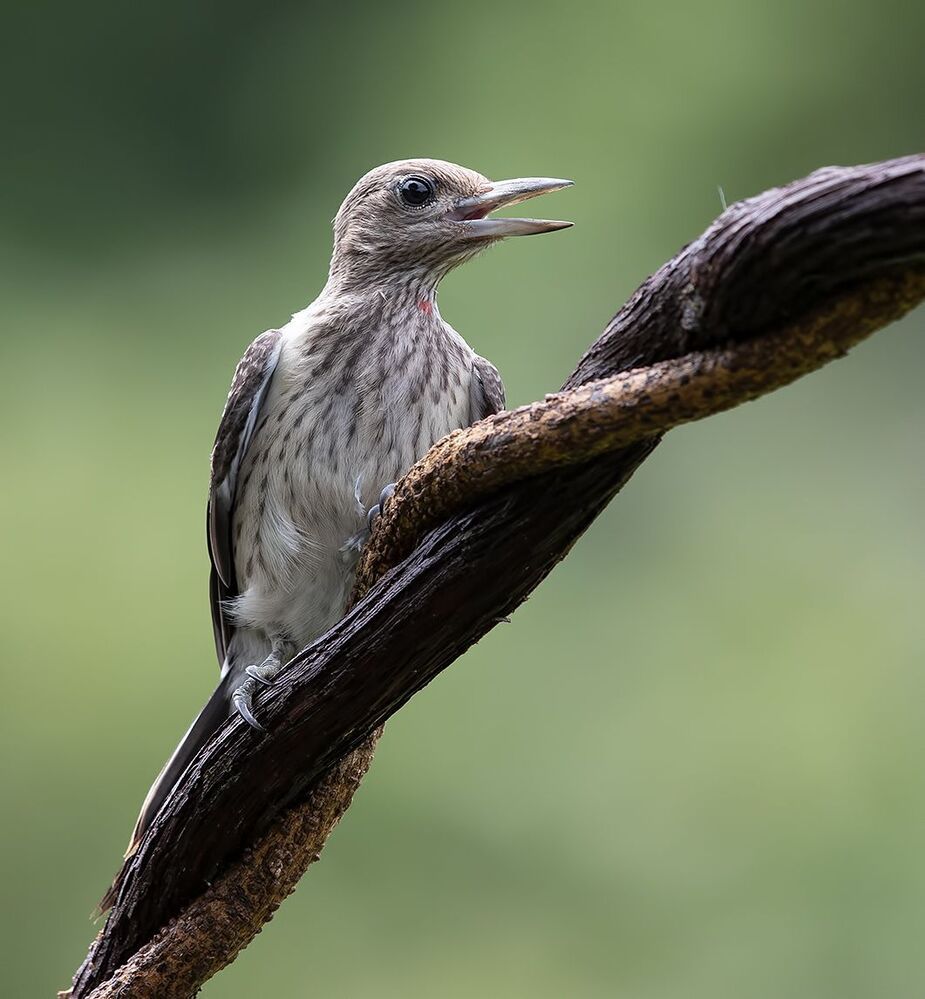 Juvenile. Red-headed woodpecker Красноголовый меланерпес. Молодой