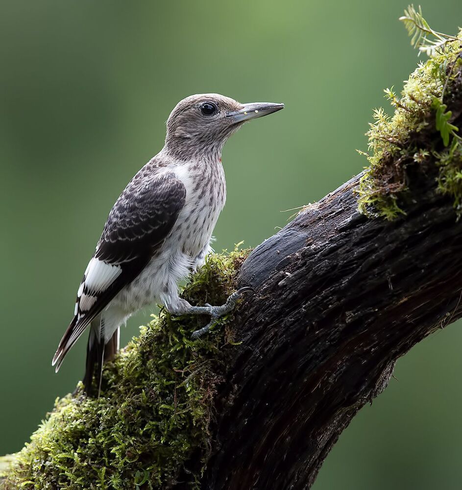 Juvenile. Red-headed woodpecker Красноголовый меланерпес. Молодой