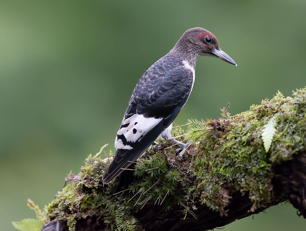 Juvenile. Red-headed woodpecker Красноголовый меланерпес. Молодой