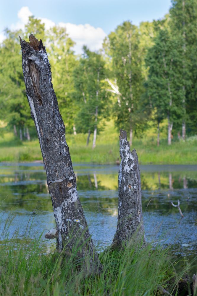 Лесные зарисовки