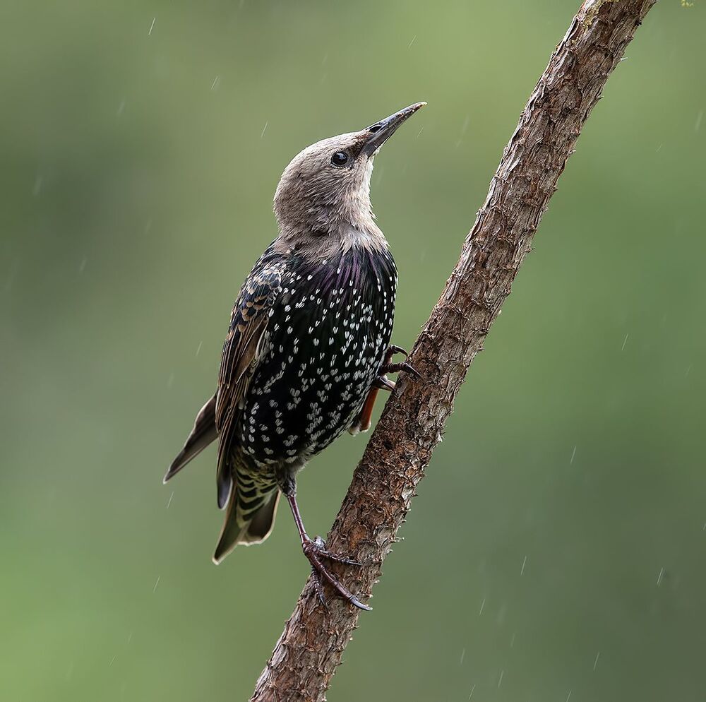 Juvenile European Starlings Molting - Молодые Линяющие Скворцы
