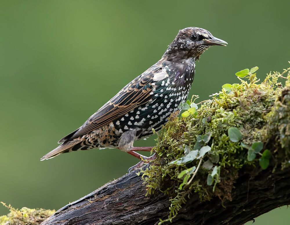Juvenile European Starlings Molting - Молодые Линяющие Скворцы