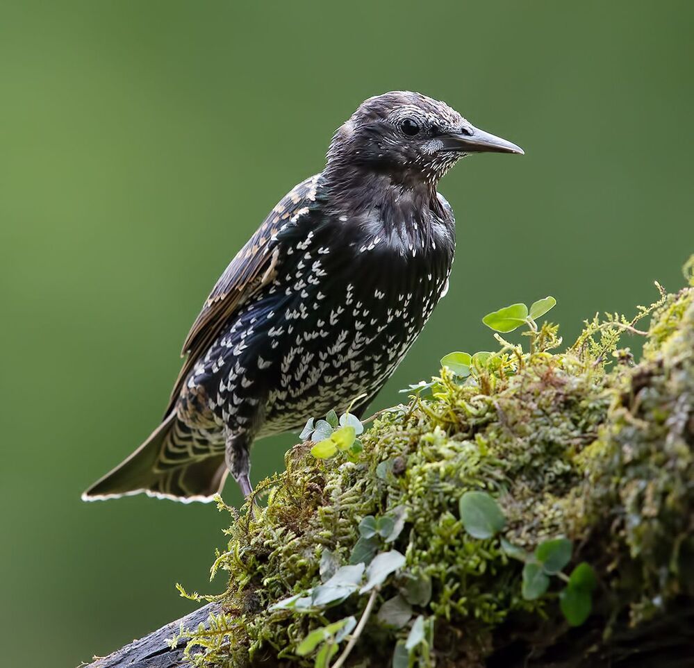 Juvenile European Starlings Molting - Молодые Линяющие Скворцы