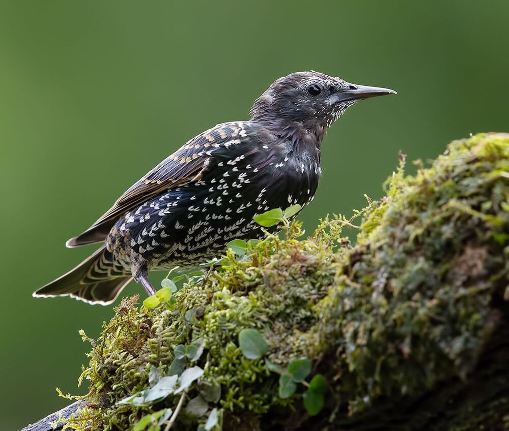 Juvenile European Starlings Molting - Молодые Линяющие Скворцы