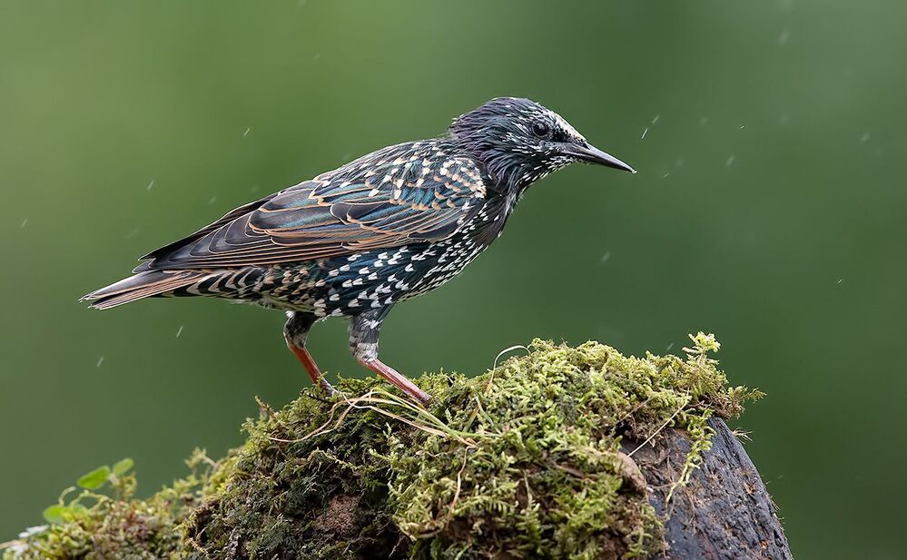 Juvenile European Starlings Molting - Молодые Линяющие Скворцы