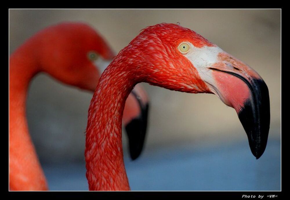 РОЗОВЫЙ ФЛАМИНГО (Phoenicopterus roseus).
Оперение у взрослых самцов и самок &mdash; нежно-розового цвета,
крылья &mdash; пурпурно-красные, маховые &mdash; чёрные.