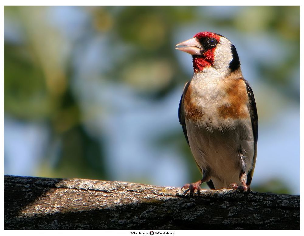 Щегол &mdash; Carduelis carduelis,
Отряд Воробьеобразные &mdash; Passeriformes,
Семейство Вьюрковые &mdash; Fringillidae,
Род Щеглы &mdash; Cardueli.

                  Внешний вид. Благодаря оригинальной окраске спутать щегла с какой-либодругой птицей невозможно. Передняя часть головы ярко-красная, верх головычерный, щеки и надхвостье белые, спина каштановая. Молодые птицы безкрасноты на голове, с мелкими пестринами на спине и груди. Полет волнообразный. Часто поет, сидя на проводах или вершине дерева.
Песня &mdash; красивые звонкие трели, крик &mdash; звонкое &ldquo;пить-пили-пить&rdquo;.
Живет на деревьях по опушкам лесов (сплошных лесных
массивов избегает), садах и парках.
Питается насекомыми (в частности, уничтожает много тлей) и
семенами. Осенью и зимой кормится на кустах чертополоха, репейника.
Часто стайки щеглов залетают в города, где их можно увидеть на заросших  бурьяном пустырях.
Гнездится преимущественно в лиственных и смешанных
разреженных лесах, светлых рощах, дубравах, негустых пойменных лесах, чередующихся с выгонами, пахотными участками, большими полянами.
Чистых хвойных лесов избегает, но гнездится в хвойных насаждениях с примесью лиственных (березы, осины, дуба).