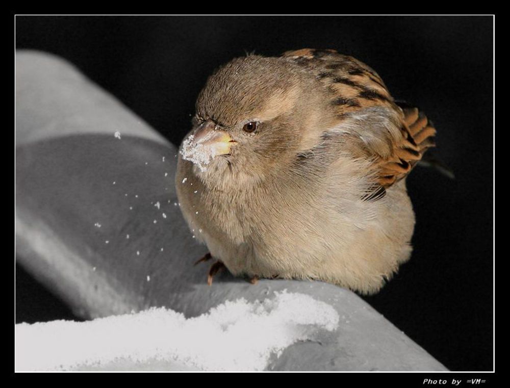 Домовый воробей (Passer domesticus (Linnaeus); 
устаревшее название &mdash; (Fringilla domestica  Linnaeus) &mdash; 
наиболее распространённый вид рода  настоящих воробьёв (лат. Passer), 
семейства воробьиных (лат. Passeridae). 
Это одна из самых известных птиц, обитающих по соседству с жилищем человека (отсюда её видовое название &laquo;домовый&raquo;) и хорошо узнаваемых как по внешнему виду, так и по характерному чириканью.
       
    Длина тела 160 мм, масса 23&mdash;35 г.
Общая окраска оперения &mdash; сверху коричневато-бурая, ржавчинного цвета с чёрными пятнами, снизу беловатая или серая. Щёки белые, ушная область бледно-серая. Крылья с желтовато-белой поперечной полосой.
    Самец отличается от самки наличием большого чёрного пятна, охватывающего подбородок, горло, зоб и верхнюю часть груди, а также тёмно-серым (а не тёмно-бурым) верхом головы.   
    У самки голова и горло серые, а над глазом имеется бледная серо-жёлтая полоса.