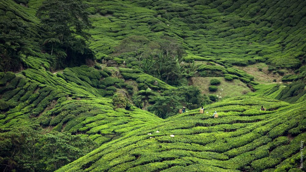 Cameroon highland - Malaysia