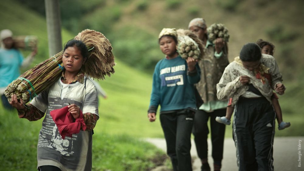 Cameroon highland - Malaysia