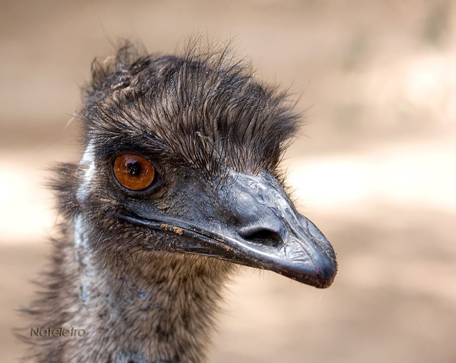 Африка́нский стра́ус (лат. Struthio camelus) &mdash; бескилевая нелетающая птица, единственный представитель семейства страусовых (Struthinodae).  Его научное название в переводе с греческого означает &laquo;воробей-верблюд&raquo;.  Страус &mdash; единственная современная птица, у которой имеется мочевой пузырь.  Африканский страус &mdash; самая крупная из современных его рост достигает 270 см; весит он до 175 кг. &laquo;Очень важная птица&raquo; &mdash; Страусы Страус имеет плотное телосложение, длинную шею и небольшую уплощённую голову. Клюв прямой, плоский, с роговым &laquo;когтем&raquo; на надклювье, довольно мягкий. Глаза большие &mdash; самые крупные среди наземных животных, с густыми ресницами на верхнем веке. Ротовая щель доходит до глаз.
