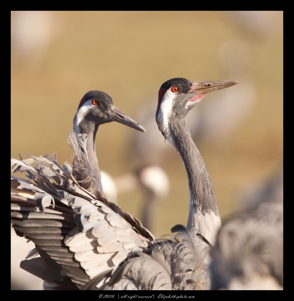 Серые журавли - Grus grus