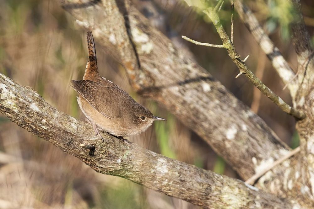 Ratonera