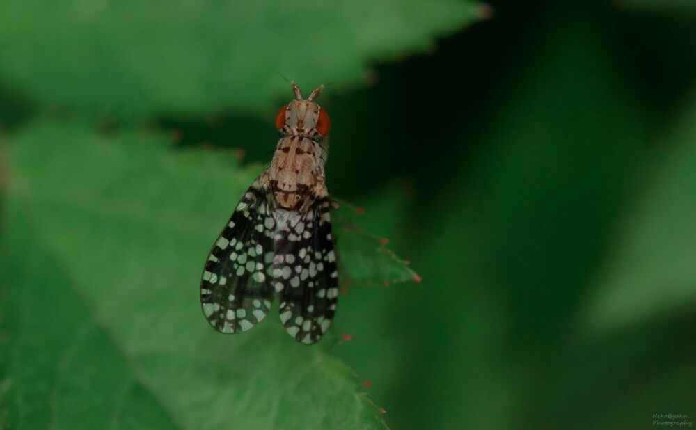 Тенница крапчатая (точечная, Trypetoptera punctulata)