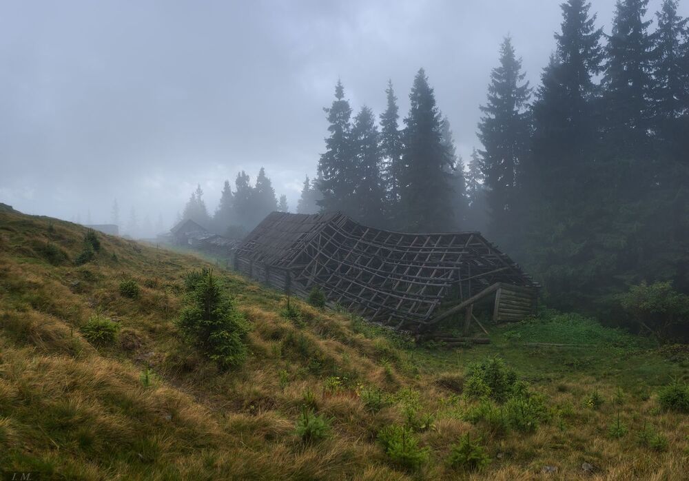 Charming pine forest and other in the Carpathians ..