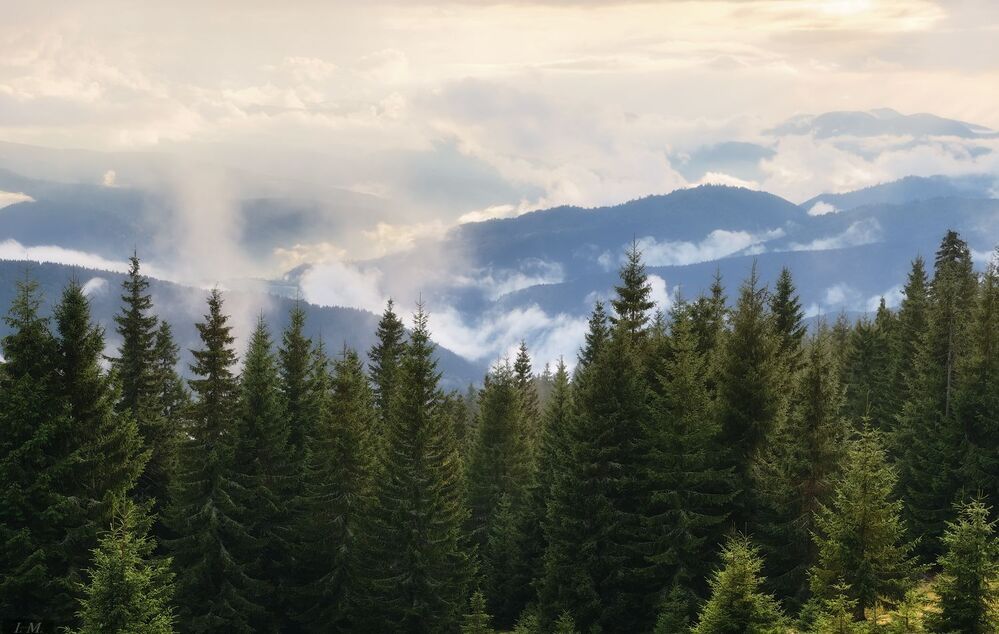 Charming pine forest and other in the Carpathians ..