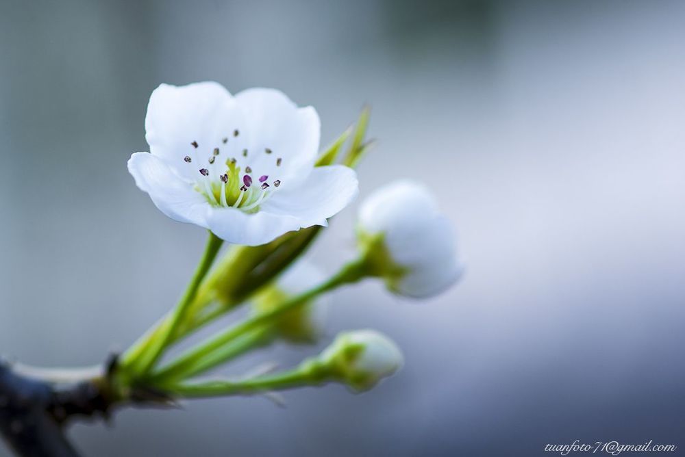 Pear Flower