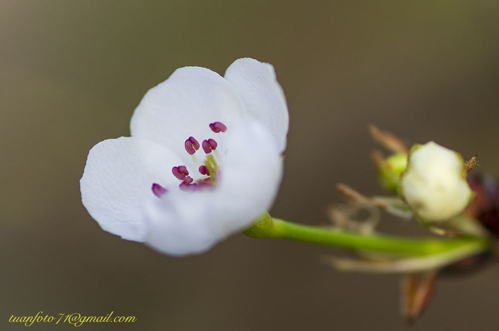 Pear Flower
