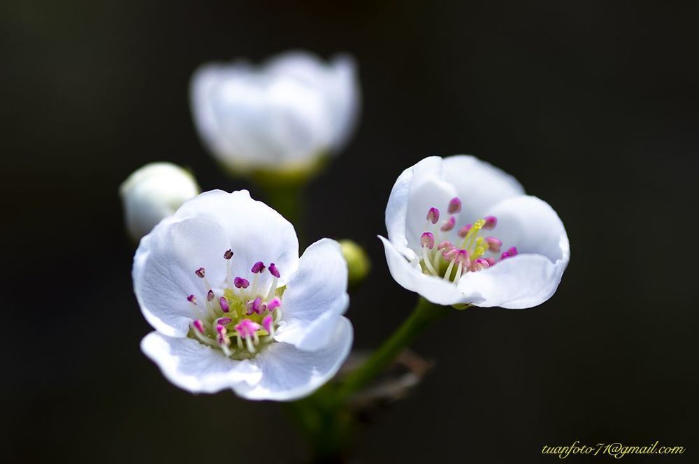 Pear Flower