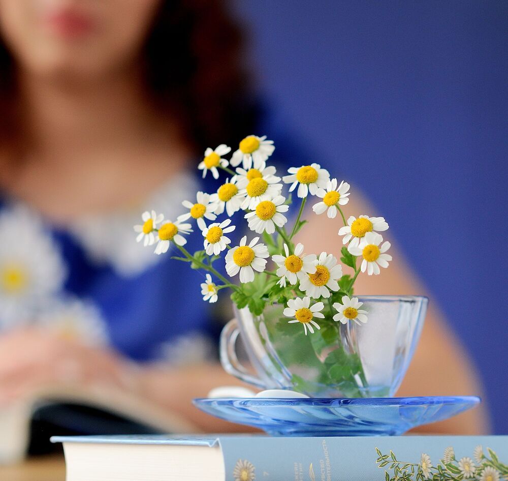 the story of daisies