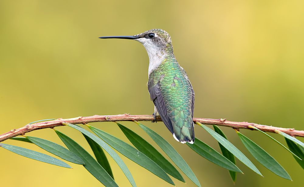 Female Ruby-throated Hummingbird -Самки. Рубиновогорлый колибри