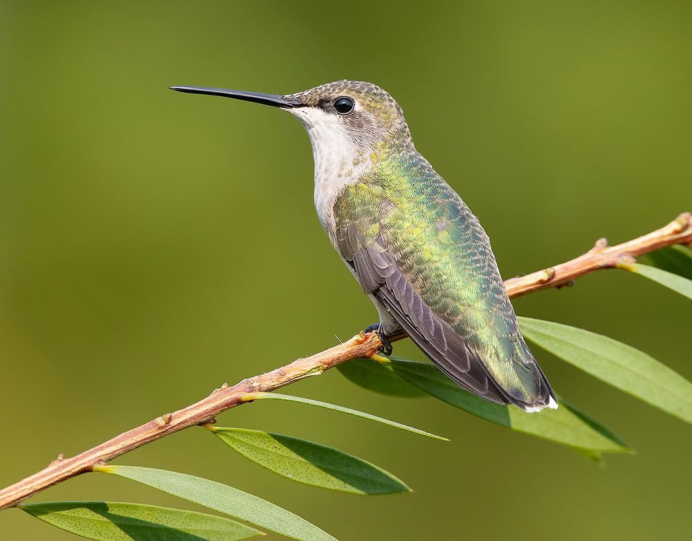 Female Ruby-throated Hummingbird -Самки. Рубиновогорлый колибри
