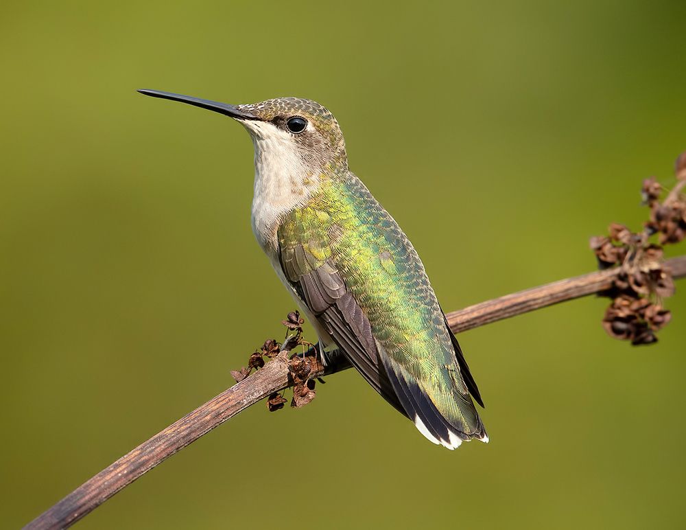 Female Ruby-throated Hummingbird -Самки. Рубиновогорлый колибри