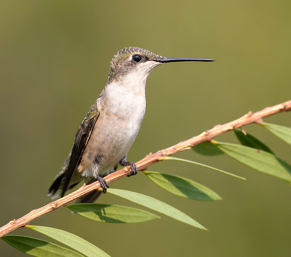 Female Ruby-throated Hummingbird -Самки. Рубиновогорлый колибри