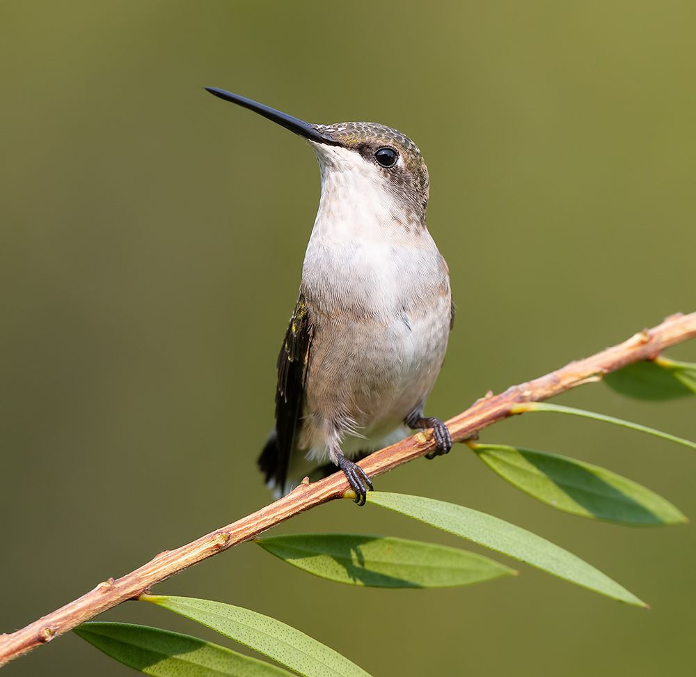 Female Ruby-throated Hummingbird -Самки. Рубиновогорлый колибри