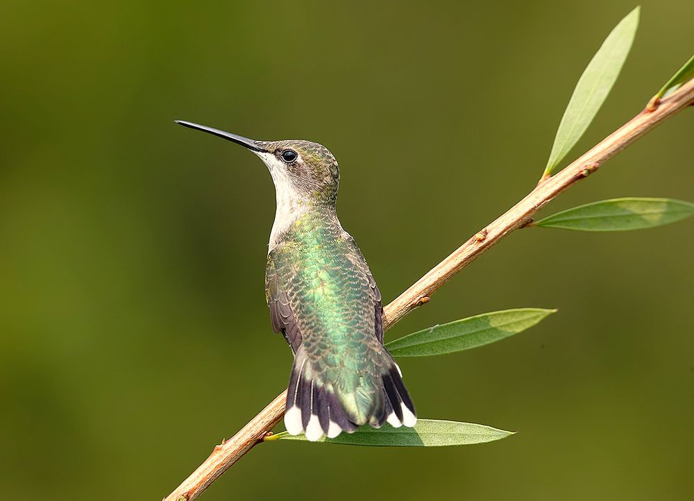 Female Ruby-throated Hummingbird -Самки. Рубиновогорлый колибри