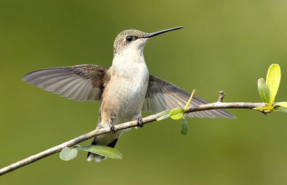 Female Ruby-throated Hummingbird -Самки. Рубиновогорлый колибри