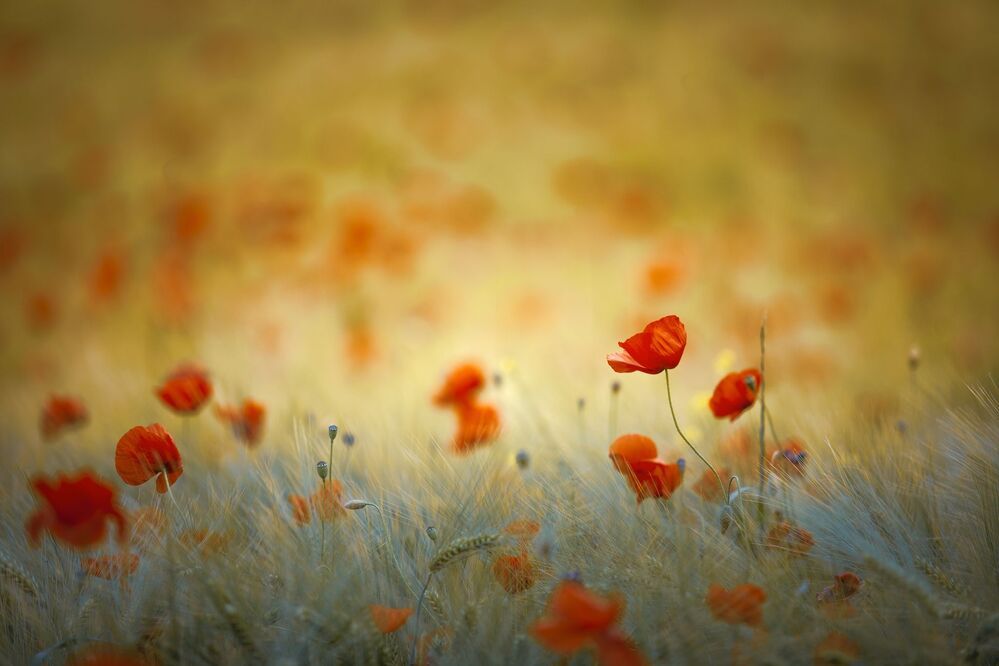 Poppies