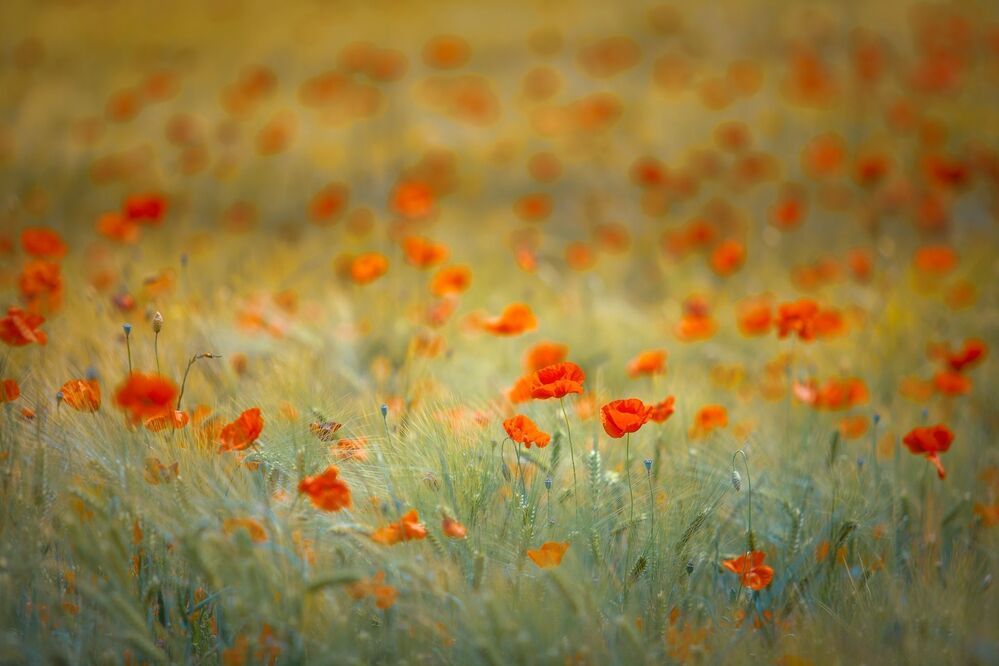 Poppies