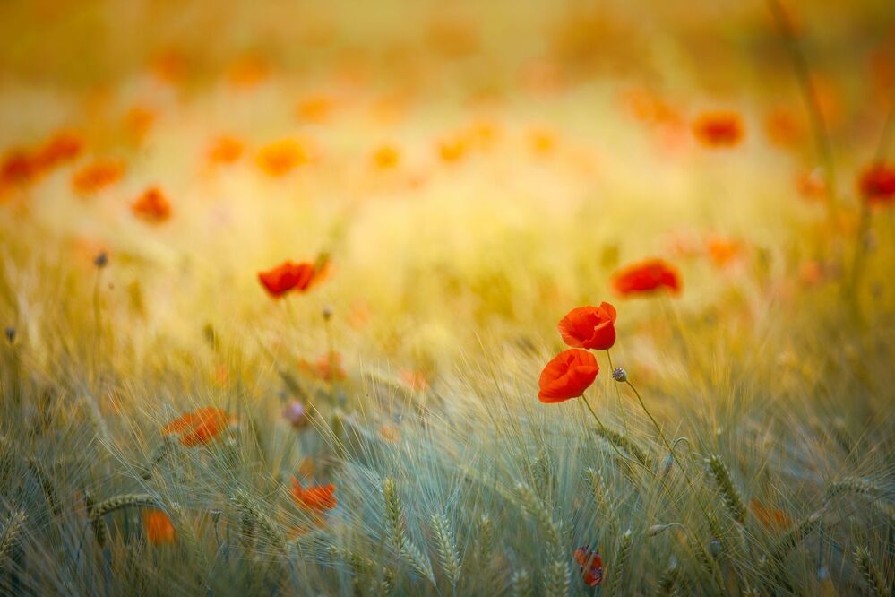 Poppies