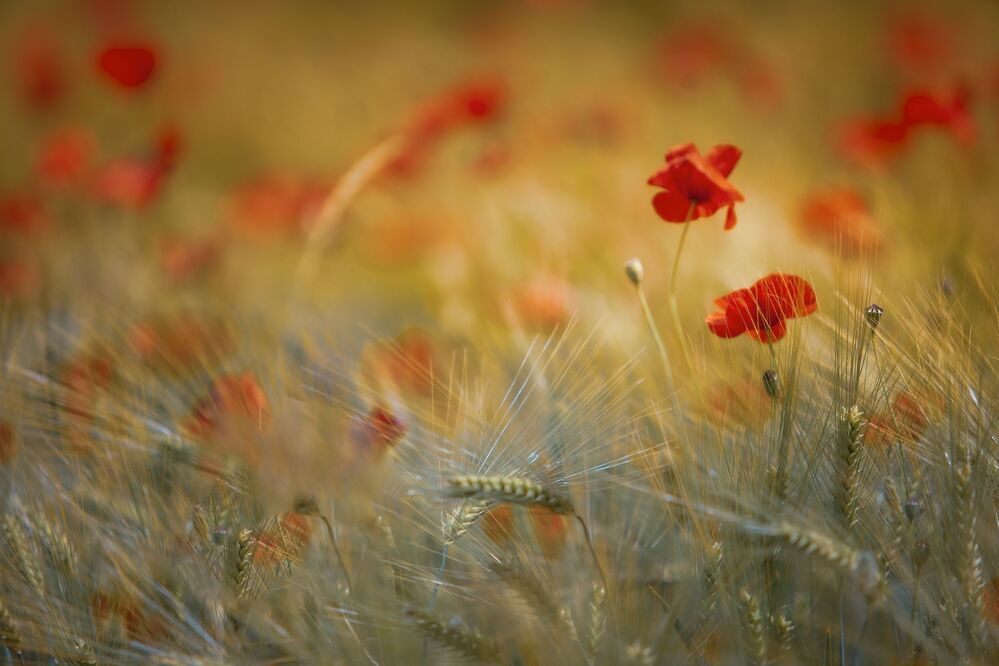 Poppies