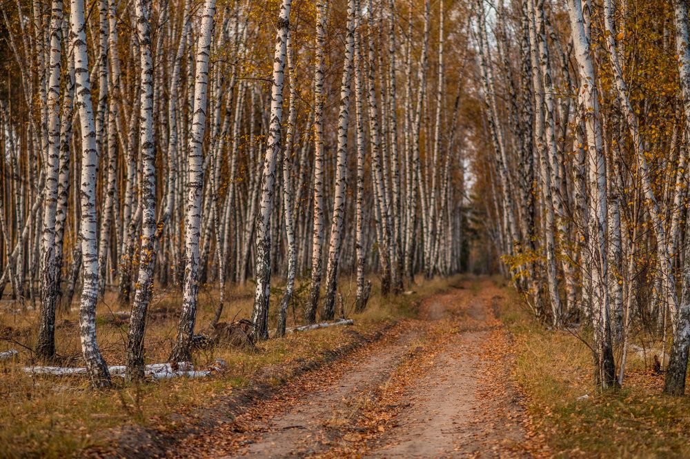 Осень