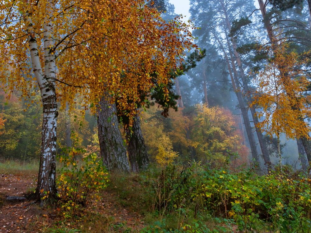 Захмелел осенний лес