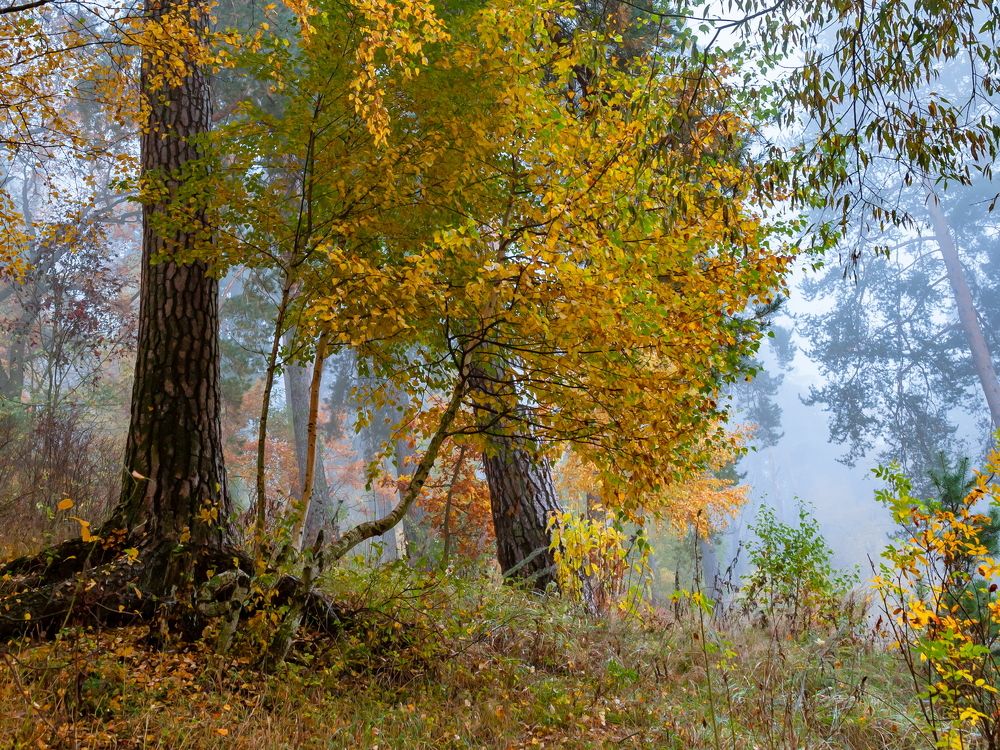 Захмелел осенний лес