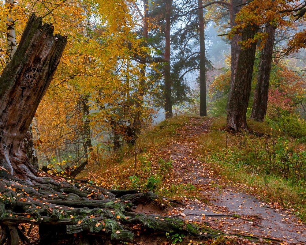 Захмелел осенний лес