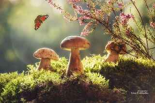 -Кто не спрятался, я не виноват!