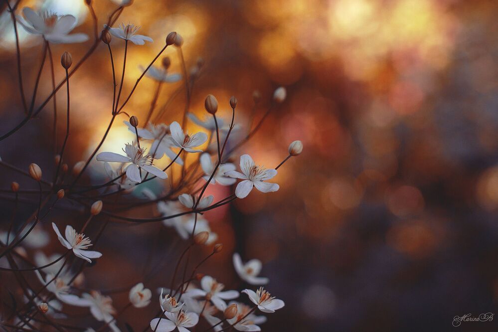 Mystery morning