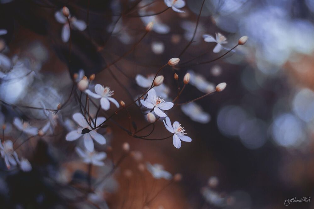 Mystery morning