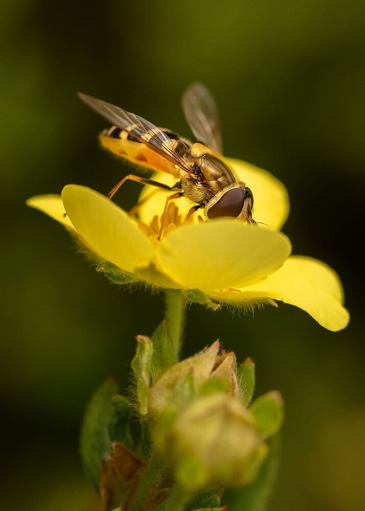 in my garden