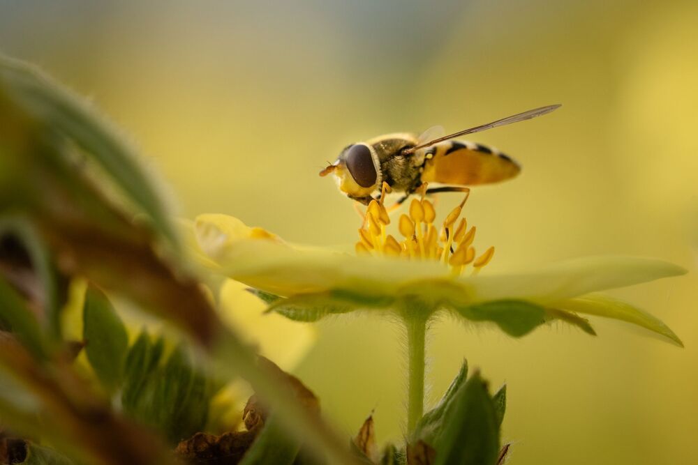 in my garden
