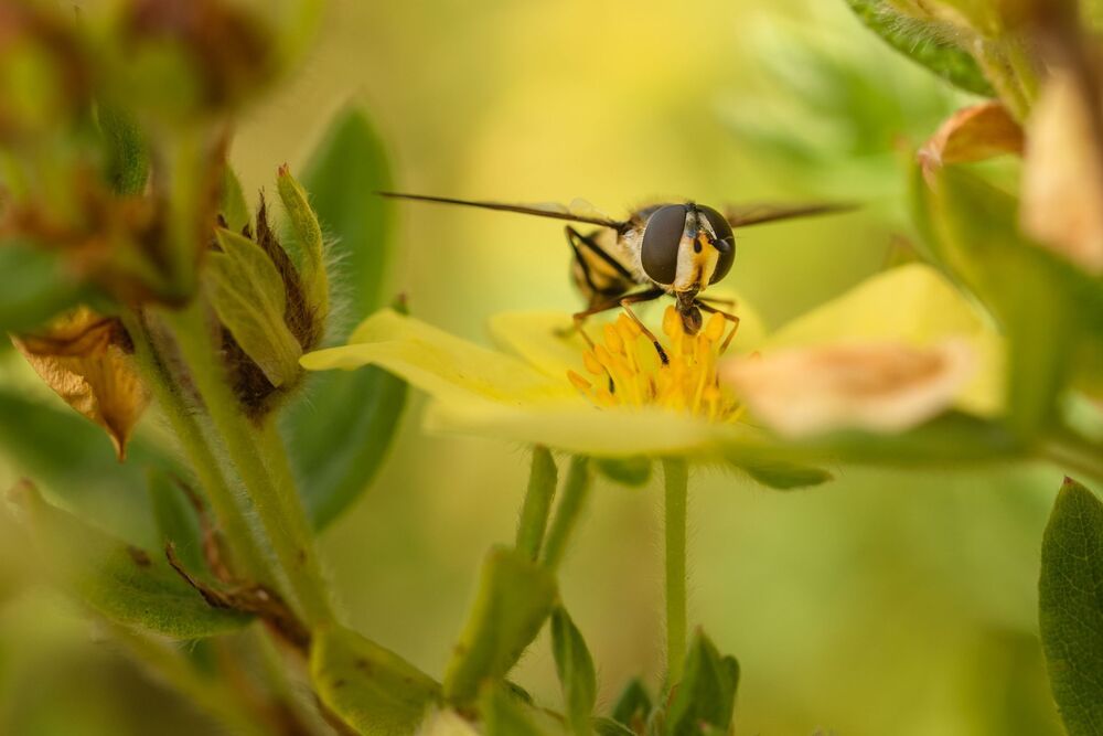 in my garden
