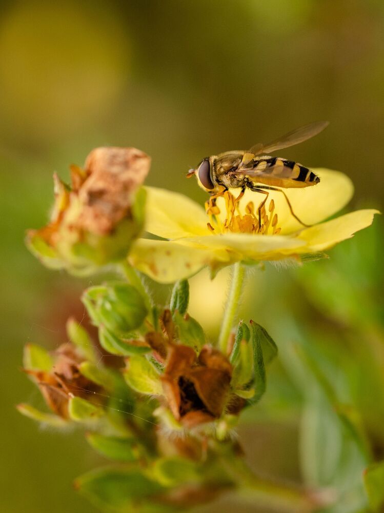 in my garden