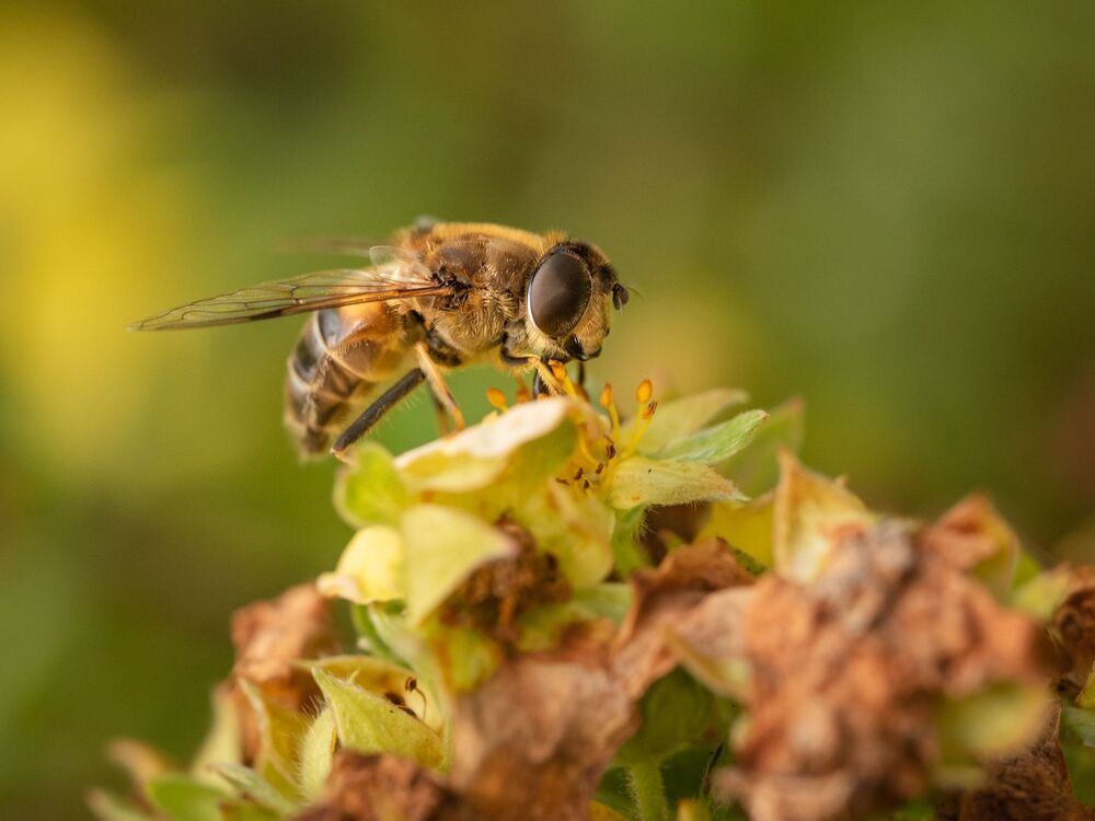 in my garden